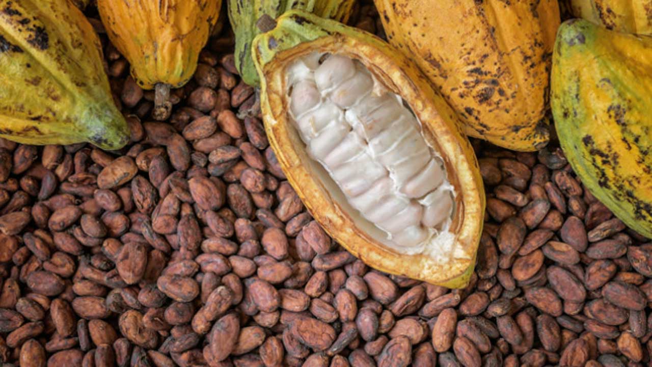 Nigerian cocoa farmers face massive debt as prices crash 70% 